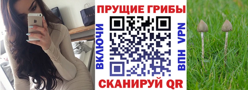 Купить где  Ханты-Мансийск  Галлюциногенные грибы Psilocybe 